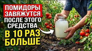 ВСЕ ЛЬЮТ ЭТО ПОД ТОМАТЫ — и кусты ЛОМАЮТСЯ от урожая! Завязей стало в 10 раз больше!