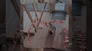 1000061221.mp4 (Собака слушает об укладке пола из листов фанеры на 2-ом этаже в доме А-фрейм)