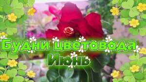 Будни цветовода. Июнь.
