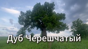 Дуб черешчатый #Я #Вихрицкий #Блогер #природа #семья #мама #дуб #мудрость #красота #ладога #озеро
