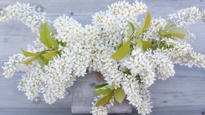 Сиреневое утро (песня)