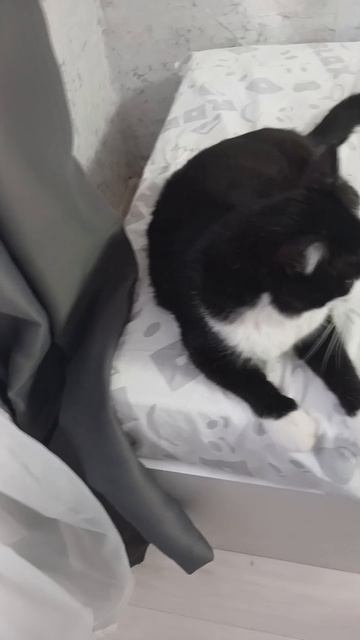 котик😁
