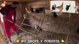 Содержание кур в домашних условиях и других птиц во дворе у Роберта 🐣🐤🦆🐔🪿🦃 (516)