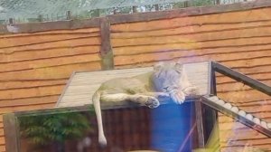 PFGJ3269-05.06.2026-Видео от Ивана