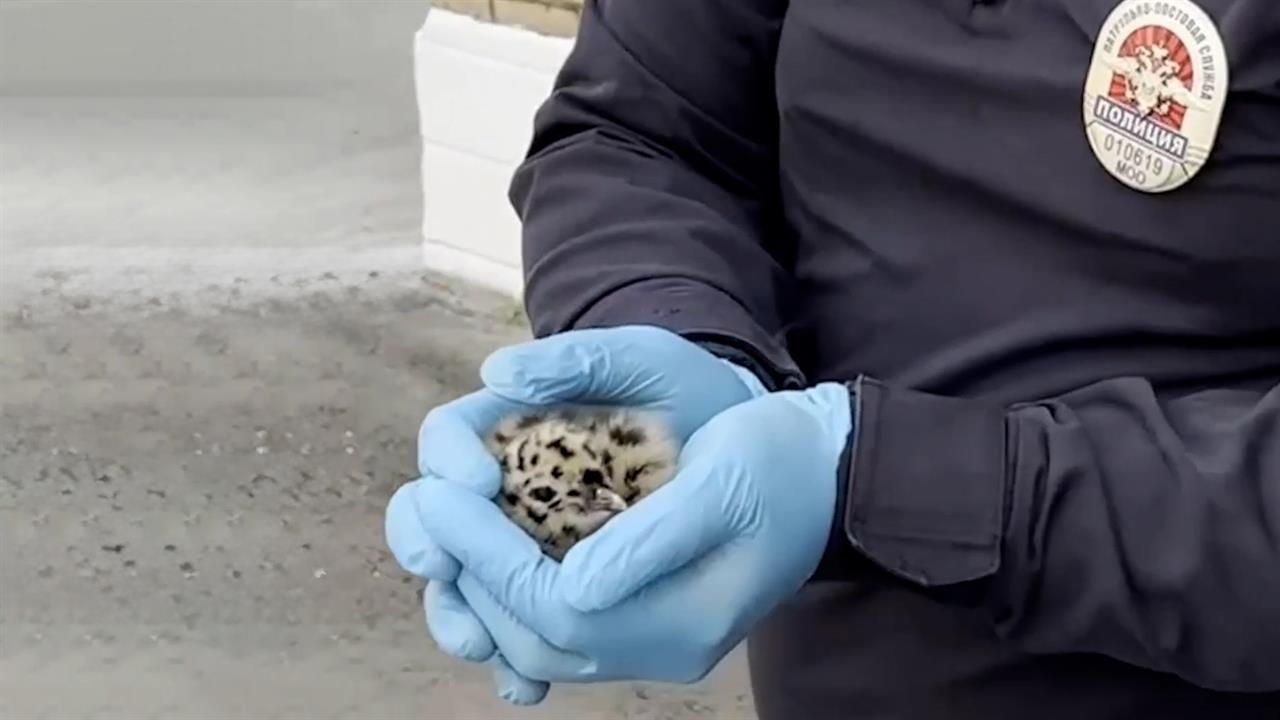Полицейские вернули птенца чайки в гнездо с помощью автоподъемника: кадры. смотреть онлайн