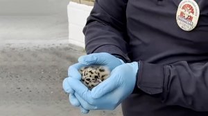 Полицейские вернули птенца чайки в гнездо с помощью автоподъемника: кадры.
