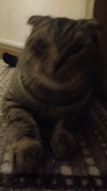 мой кот смотреть онлайн