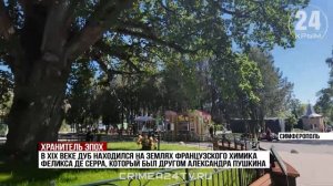 Дуб «Богатырь Тавриды» представит Крым на всероссийском конкурсе «Российское дерево года»