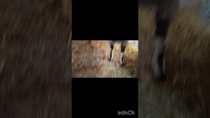 ДУРНАЯ ГОЛОВА ,НОГАМ ПОКОЯ НЕ ДАЁТ