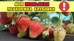 Моя ИЮНЬСКАЯ подкормка клубники: органика, которая работает 45 дней