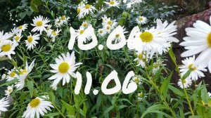 Лунный Календарь Комнатного Цветовода с8.06-17.06