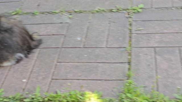 Енотик справился, теперь голодный как волк 🐈 смотреть онлайн