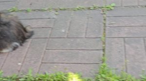Енотик справился, теперь голодный как волк 🐈