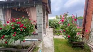 Жизнь вне орхидей. НАцвело и НАспело к дню рождению на моей ФАЗЕНДЕ