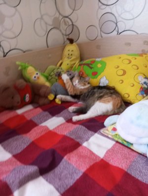 показываю свою комнату
