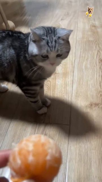 Кошки не едят бананы!😻Веселые котики. Коты хулиганы! Невероятные трюки! #кот #хулиган #трюк #short