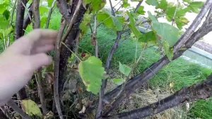 Обрезка красной смородины после сбора урожая.