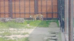 XUQW8515-05.06.2026-Видео от Ивана