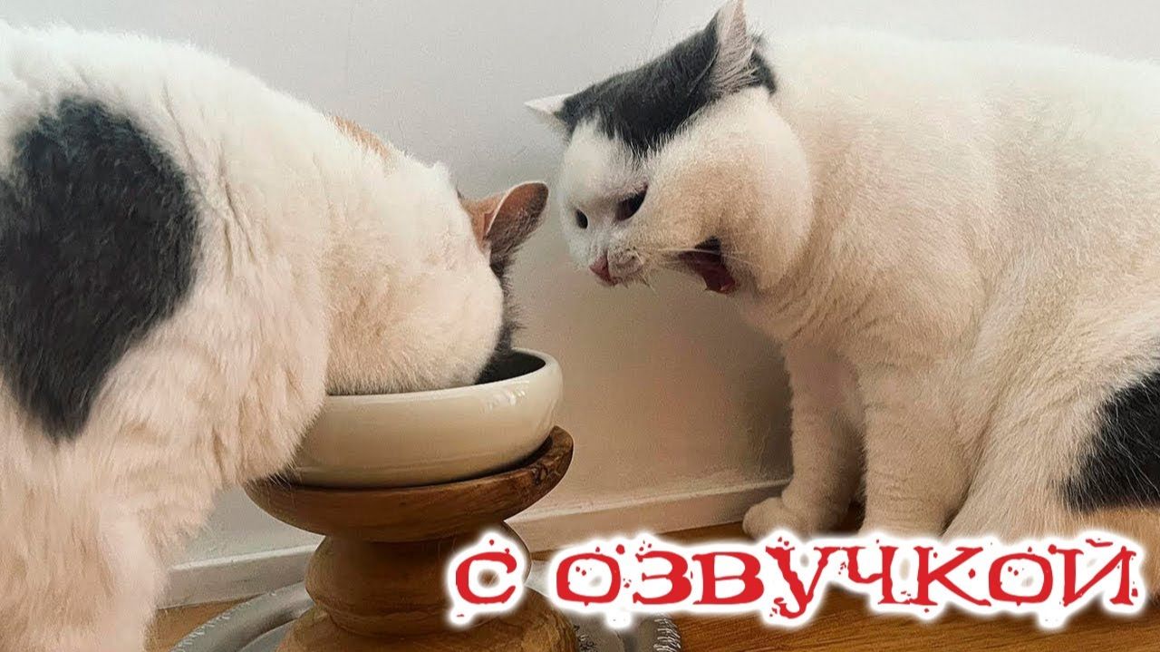 СМЕШНЫЕ КОТЫ | ЛУЧШИЕ ПРИКОЛЫ С КОТАМИ, СОБАКАМИ, КОШКИ, СОБАКИ, ЖИВОТНЫЕ, СМЕШНОЕ ВИДЕО смотреть онлайн
