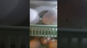 Яйца готовы к вылуплению. поворот яиц остановлен, до финиша 3 дня