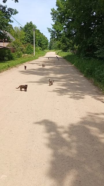 30 котов