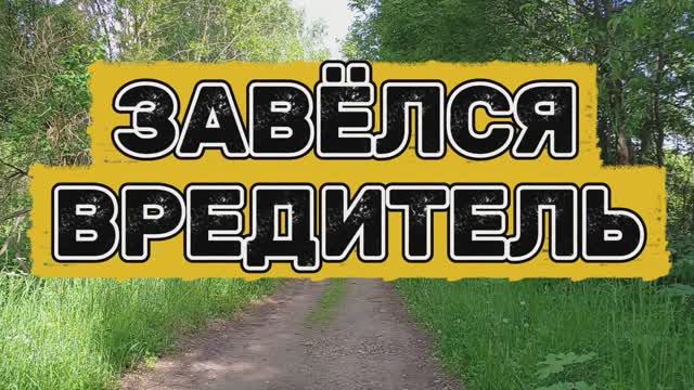 Завёлся вредитель. Встреча в лесу. Пёс ускакал 😲❗️