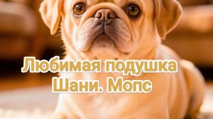 Любимая подушка Шани. Мопс