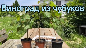 #397 Виноград из чубуков