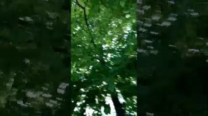 Я гуляюи попал под дождь