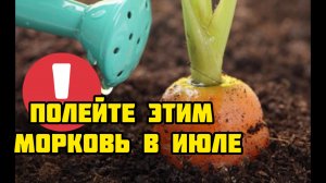 Полейте этим МОРКОВЬ В ИЮЛЕ! Вырастит крупная ровная и сочная!