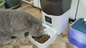 Автоматическая кормушка для кошек и собак 3-6 литров в ассортименте