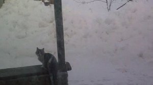 только устроился на работу 2012.коту 13 лет