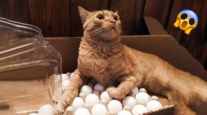 СМЕШНЫЕ КОТЫ | ЛУЧШИЕ ПРИКОЛЫ С КОТАМИ, СОБАКАМИ, КОШКИ, СОБАКИ, ЖИВОТНЫЕ, СМЕШНОЕ ВИДЕО