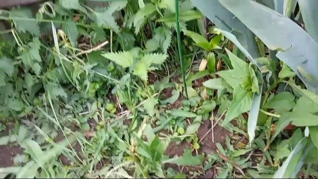 Дела огородные 🌱- часть 5🙂- побило градом 🌧️- новый цветок 💮 смотреть онлайн