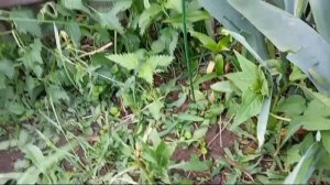 Дела огородные 🌱- часть 5🙂- побило градом 🌧️- новый цветок 💮