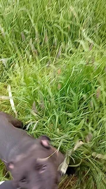 rutube.ru