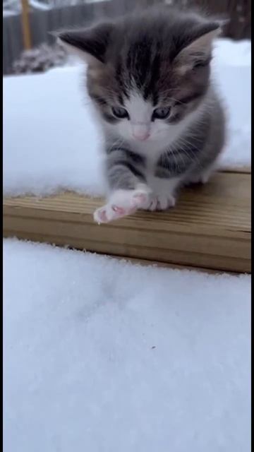 котик смотреть онлайн