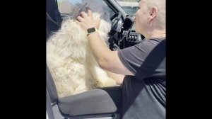😢 Умерла хозяйка: более 10 собак жили в мусоре и дерьме