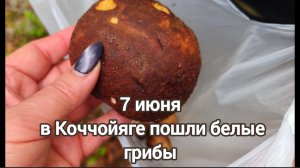 7 июня 2026 г. В Сыктывкаре пошли белые грибы..