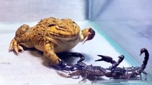 Жаба жрет скорпионов