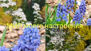 01.06.26Дача Выборг.Мускари.Спирея березолистная.Готовим место под новую композицию с хвойными.