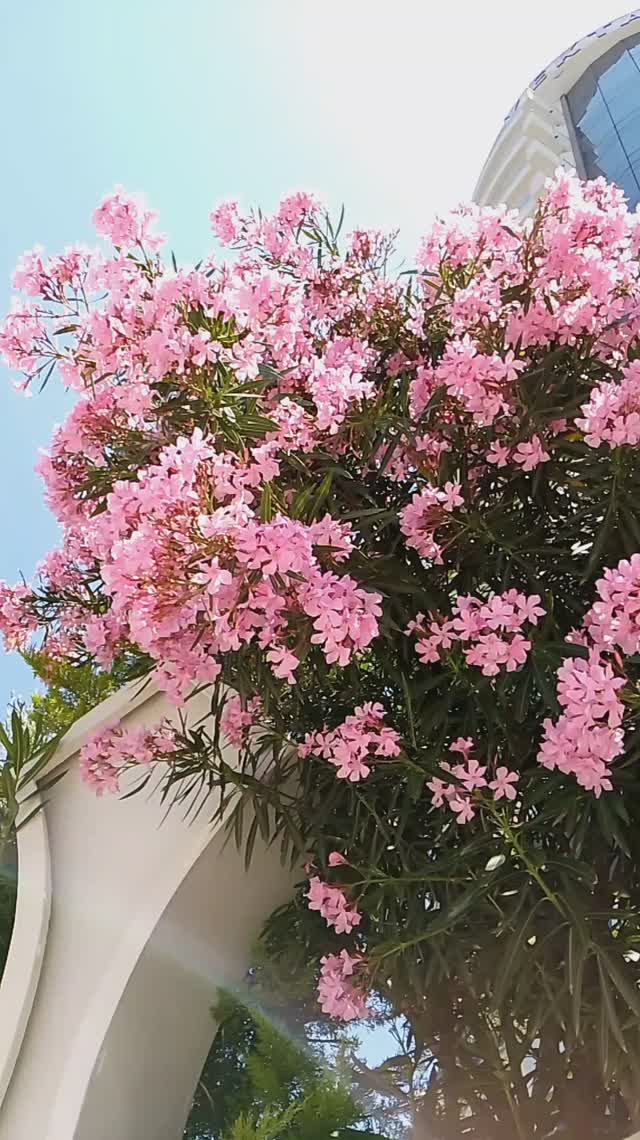 🌞 МАХМУТЛАР СЕГОДНЯ