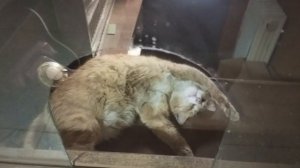 Вахтер