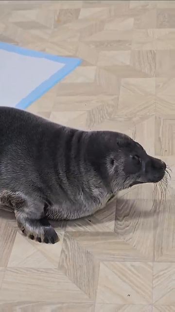 Малнеький тюленёнок играется смотреть онлайн