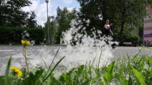 Тополиная метель накрыла российские регионы.