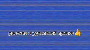Рассказ про удевлёную Ирису👍