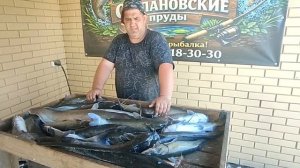 отличный улов сома с основного водоема