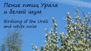 Пение птиц Урала и белый шум.