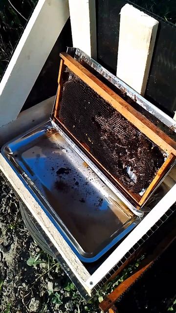 Солнечная воскотопка своими руками 🌞🐝🌝