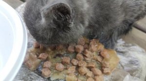☀️ обед 🐱  кота  Васи .....7 июня